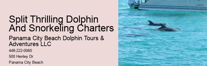Panama City Beach dolphin viewing tours