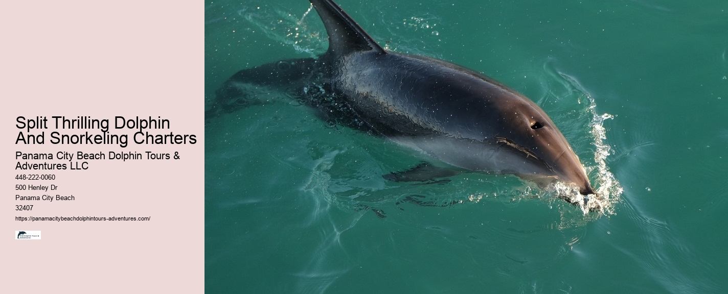 Split Expert-guided Snorkeling And Dolphin Adventures