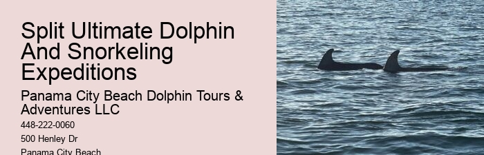 Dolphin watching excursions at Panama City Beach