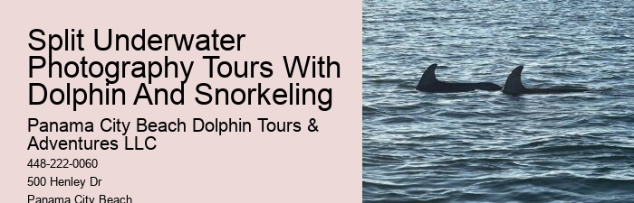Dolphin Snorkeling