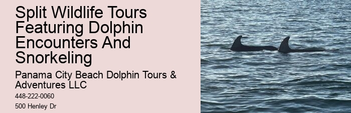 Customized Dolphin Exploration and Snorkeling Adventures