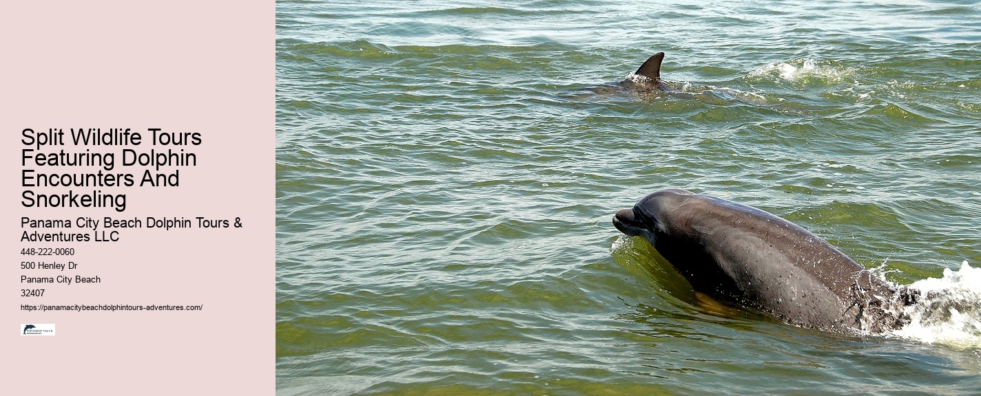 Panama City Beach dolphin discovery cruises