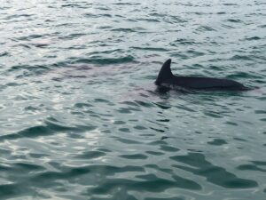 Panama City Beach dolphin discovery tours
