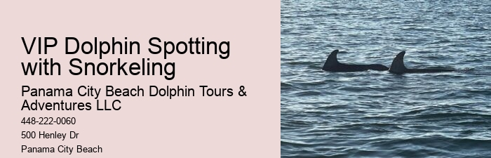 Panama City Beach Dolphin Adventure Trips