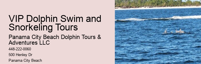Split Snorkel And Swim With Dolphins Experiences